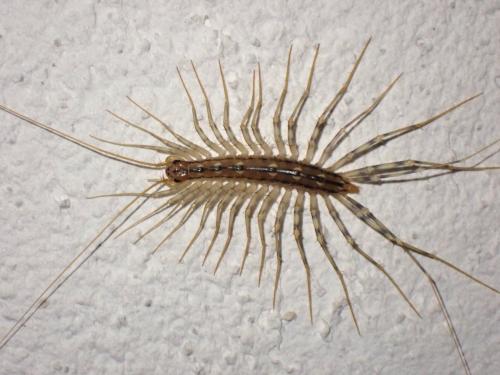 Réf. 291 470 : Scutigera coleoptrata